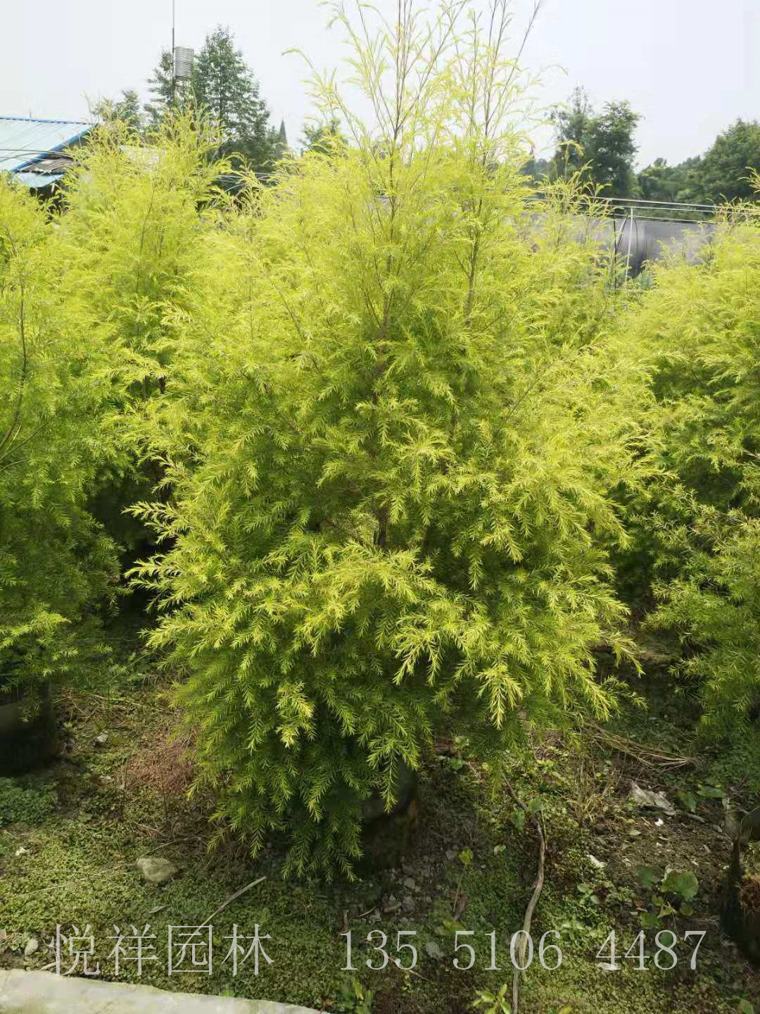 千層金樹(shù)