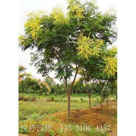 欒樹(shù)
