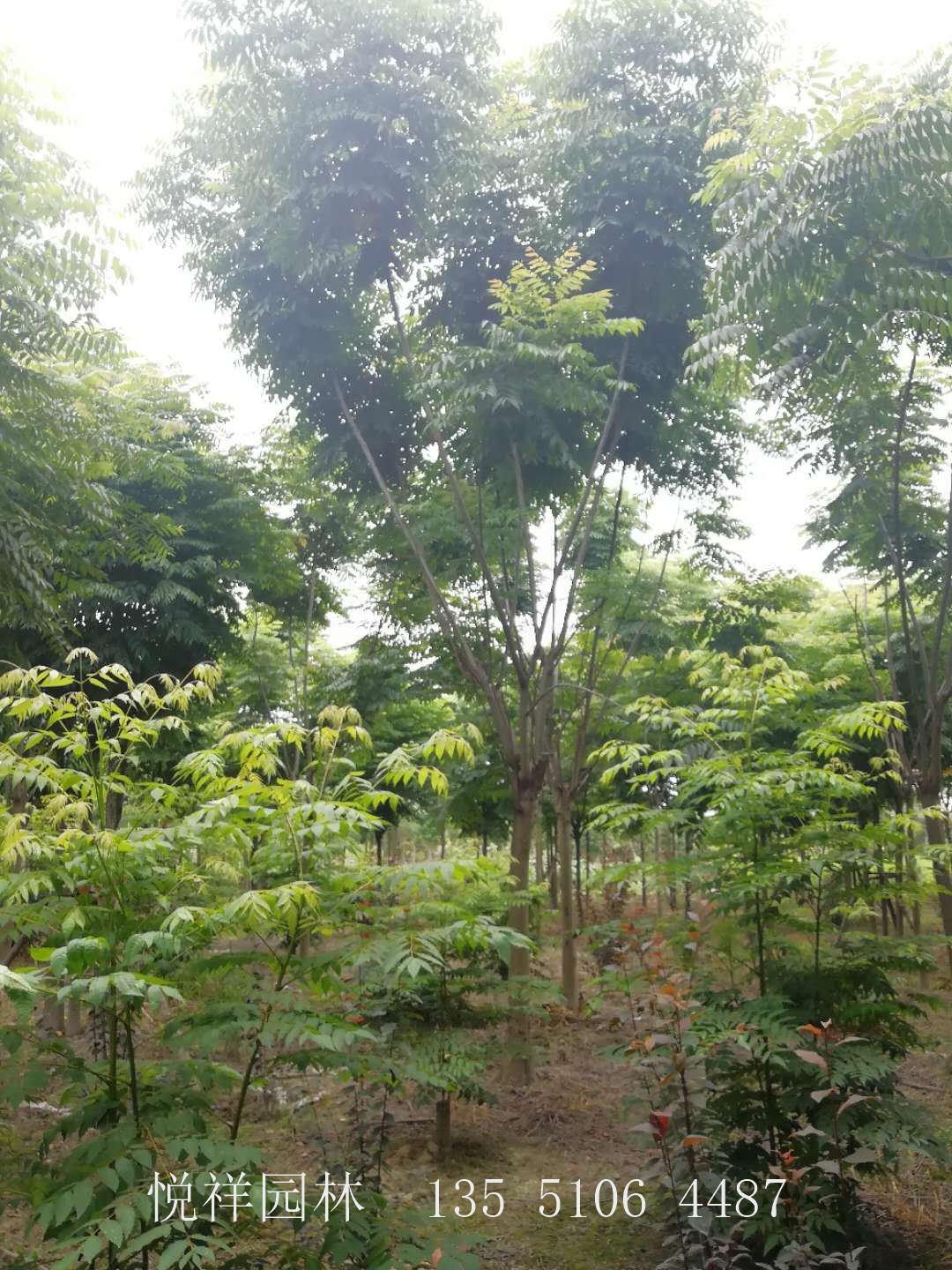 欒樹(shù)