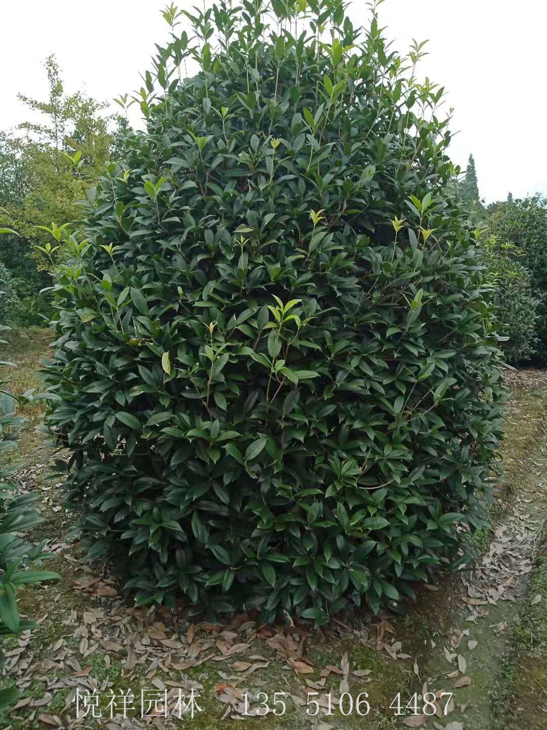 桂花籠子