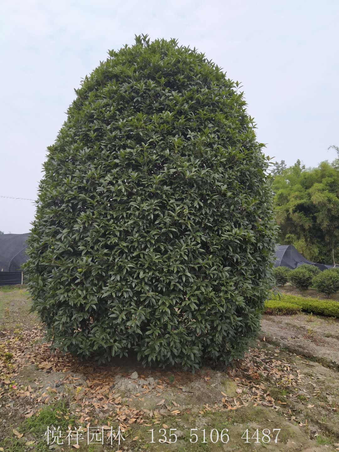 桂花籠子
