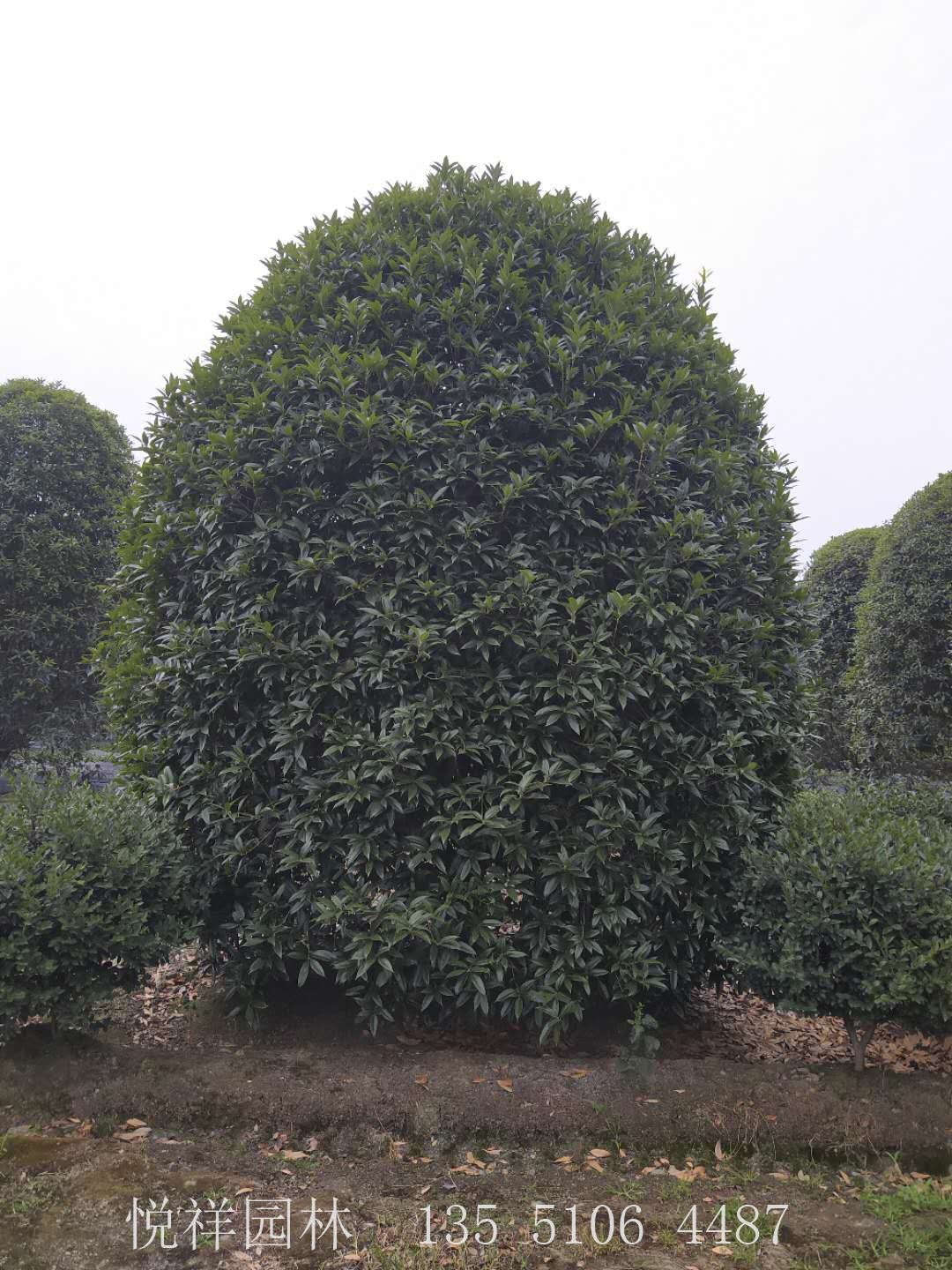 桂花籠子