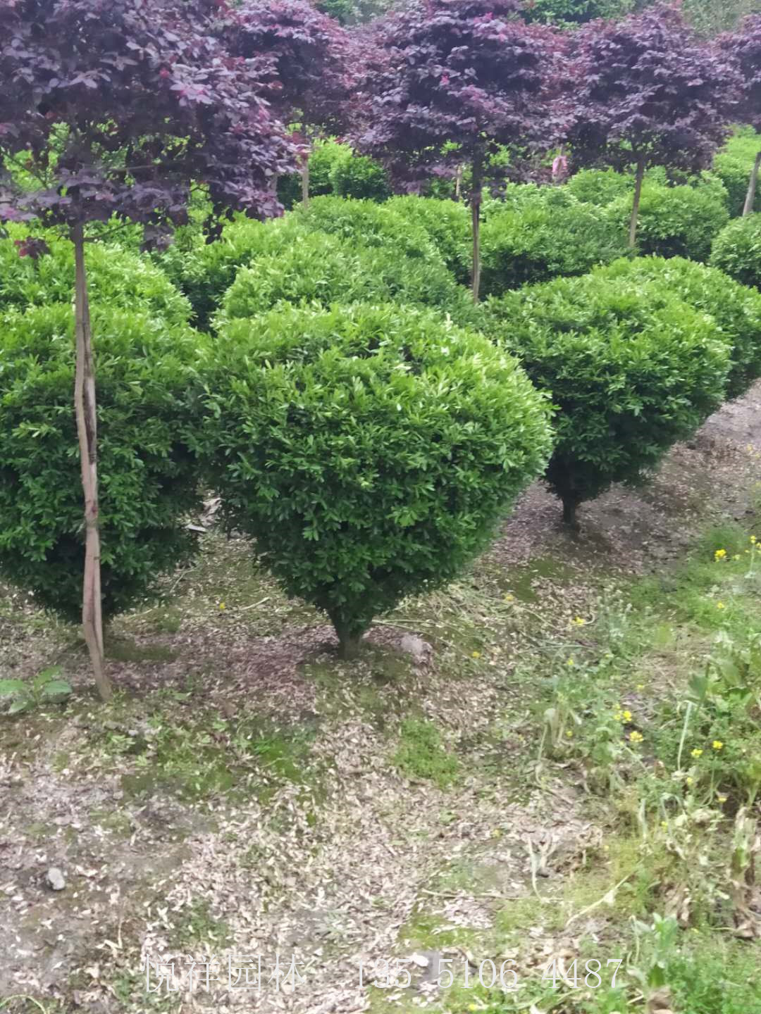 瓜子黃楊