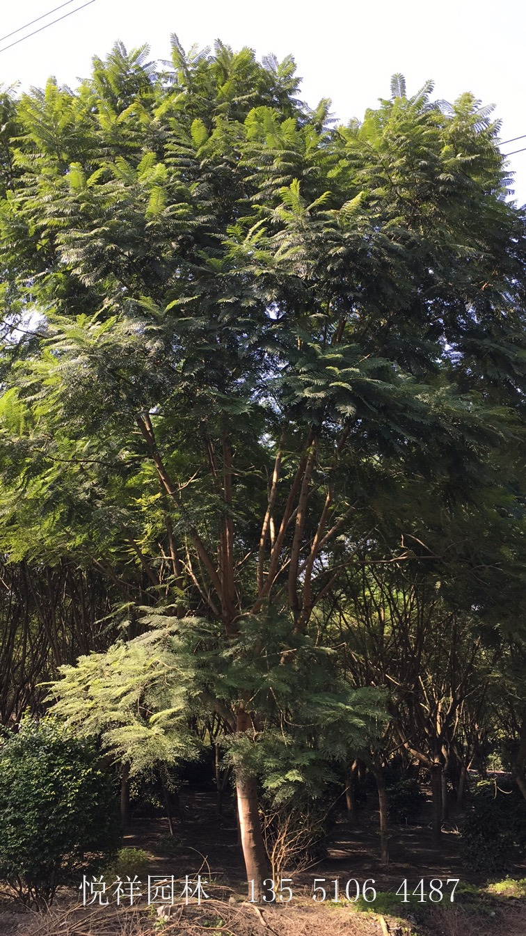 藍(lán)花楹