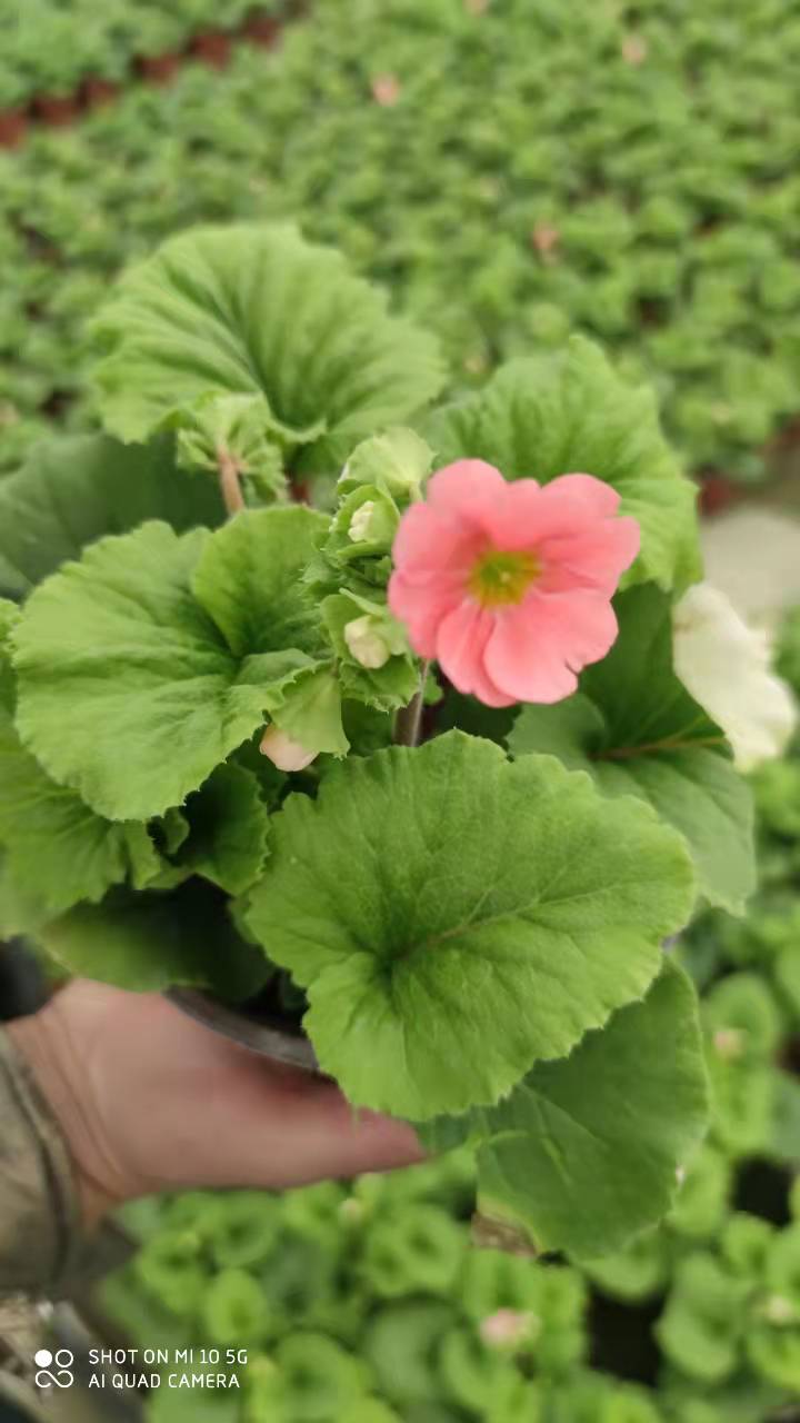 大花櫻草一代