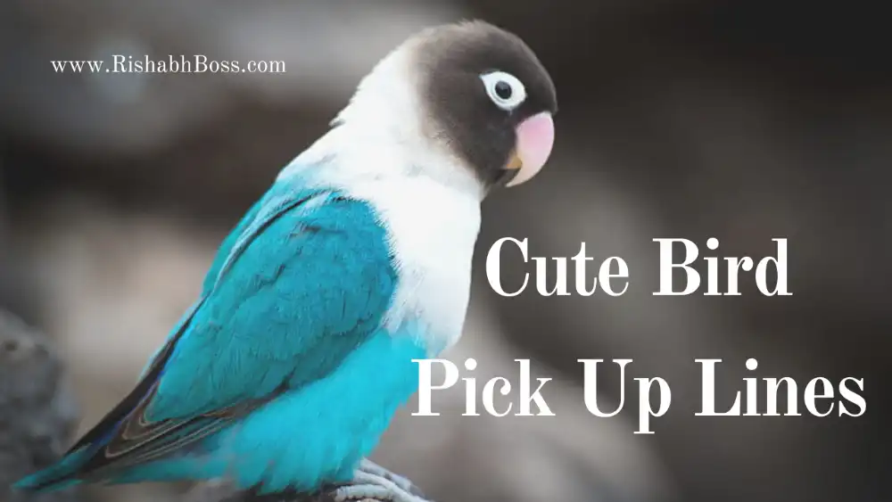 Cute Bird Pick Up Lines