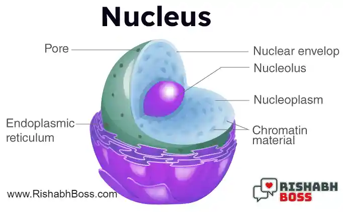 Nucleus Pick Up Lines Biology